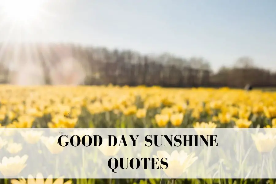 good day sunshine quotes